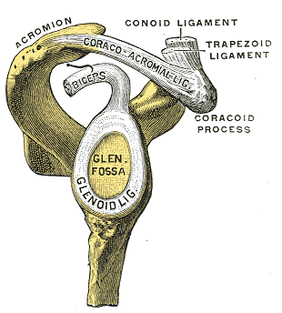 Lateral view of shoulder joint
