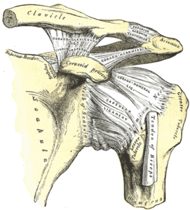Ligaments and tendons of the shoulder