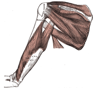 Illustration 3 - Muscles of the rotator cuff
